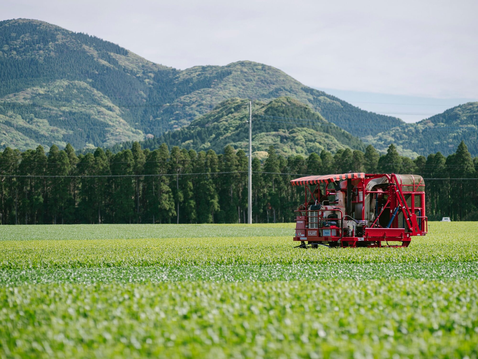 四番茶（秋冬番茶）終了のお知らせ🍃