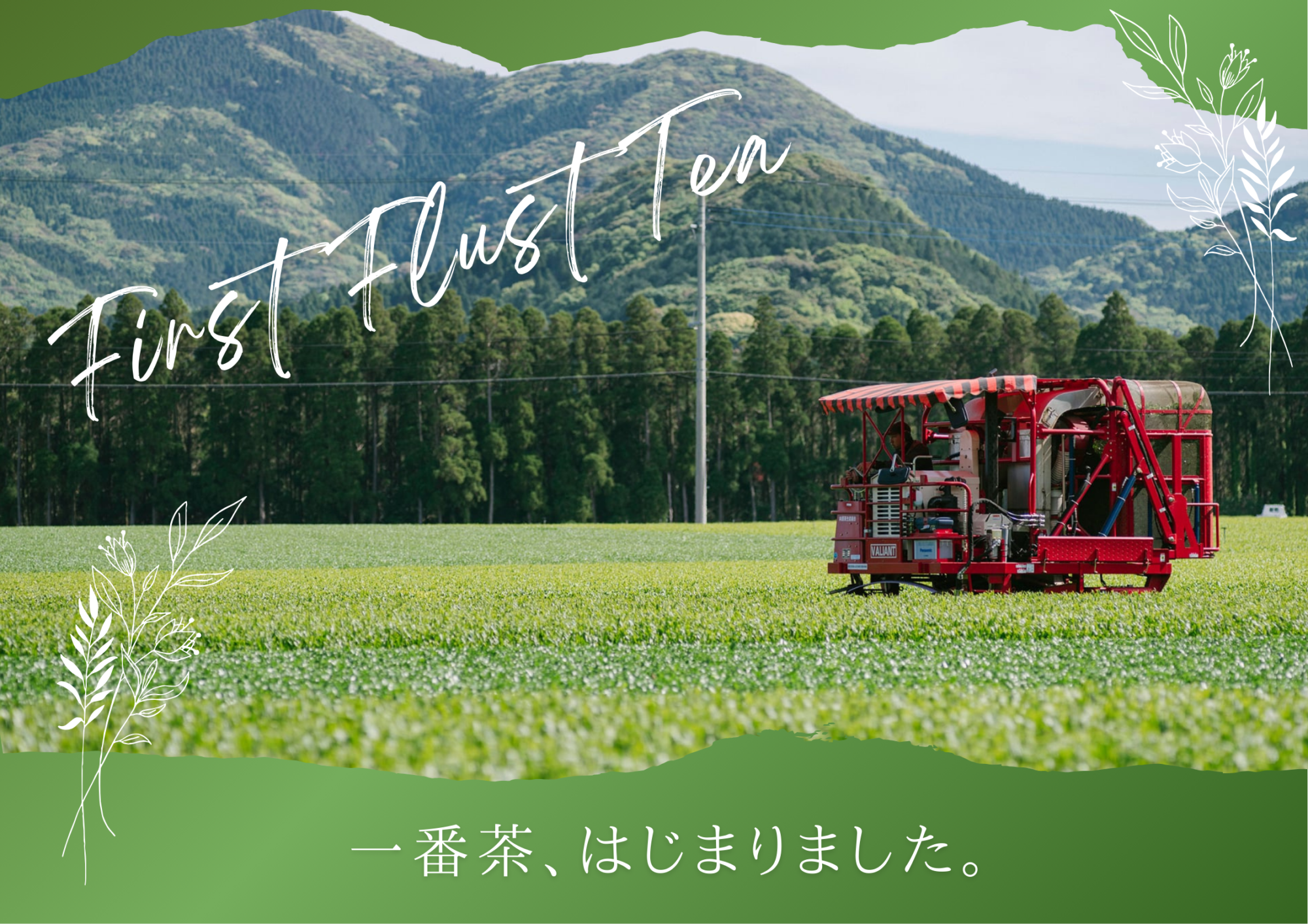 一番茶の季節が始まりました🍃